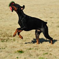 Food vs Toy training: which is best?