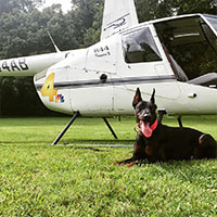 Acclimating your dog to Aircraft