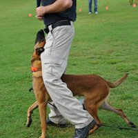 Putting it all together – advanced obedience