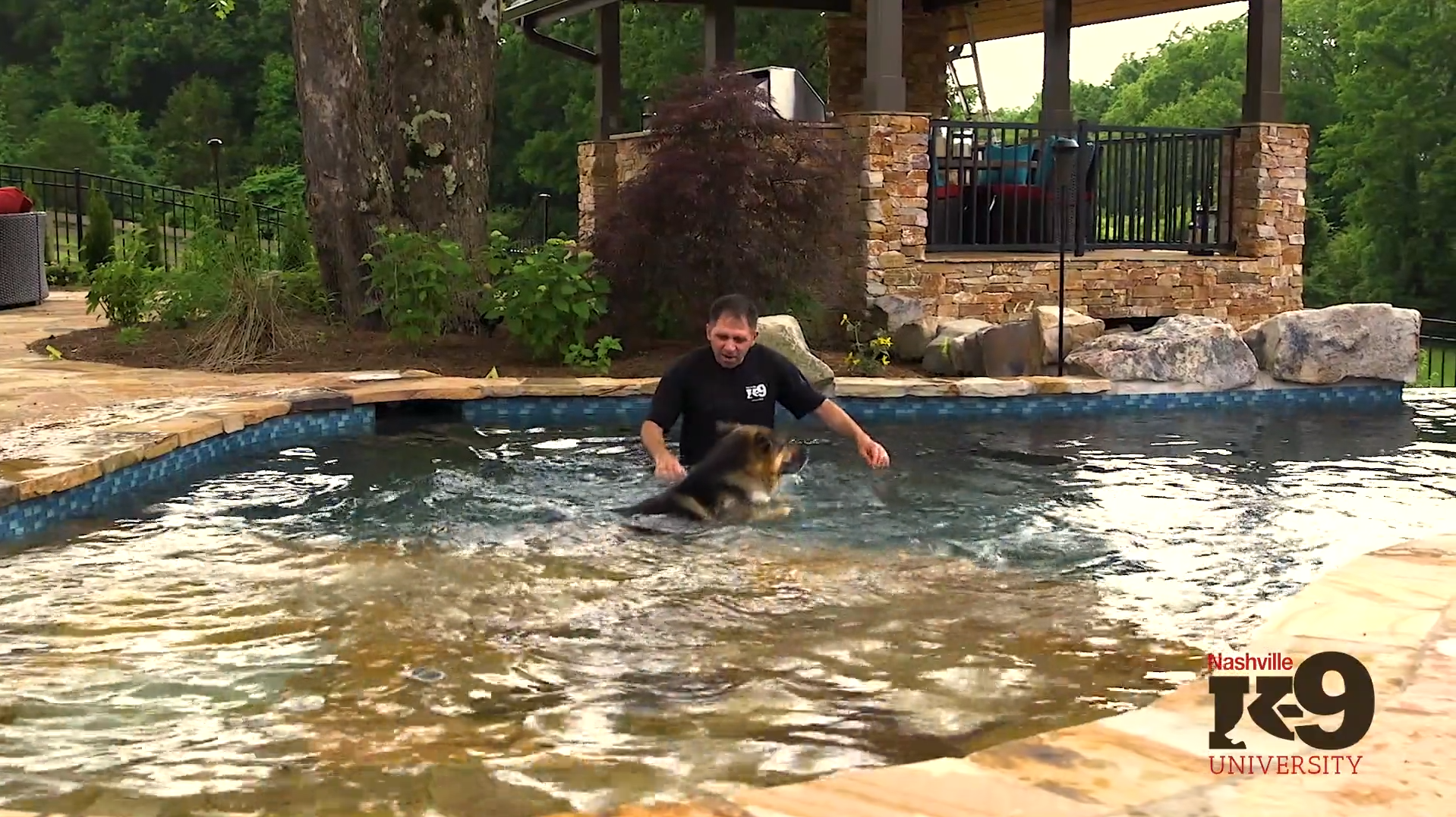 Introducing your dog to swimming- Into the water we go…