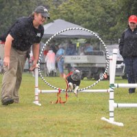 Teaching your dog how to jump through the hoop