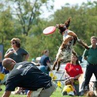 Teaching your dog to play ball or frisbee