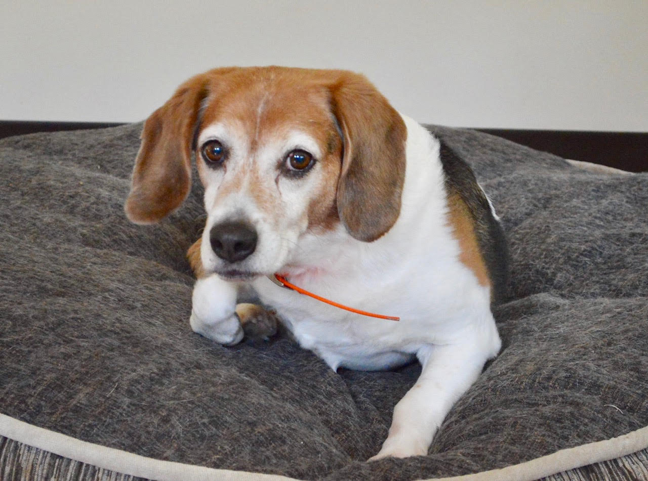 Adding a new dog to your home