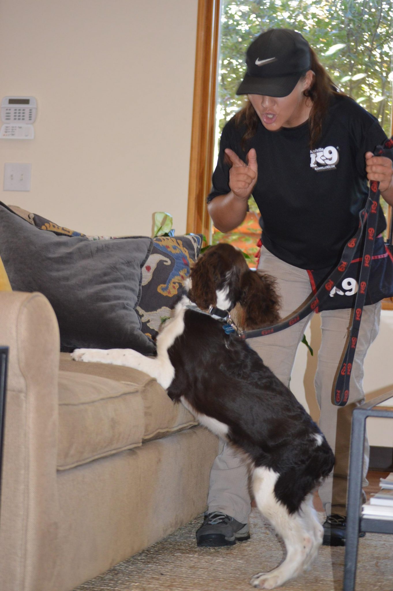 How to stop your dog from jumping on the couch