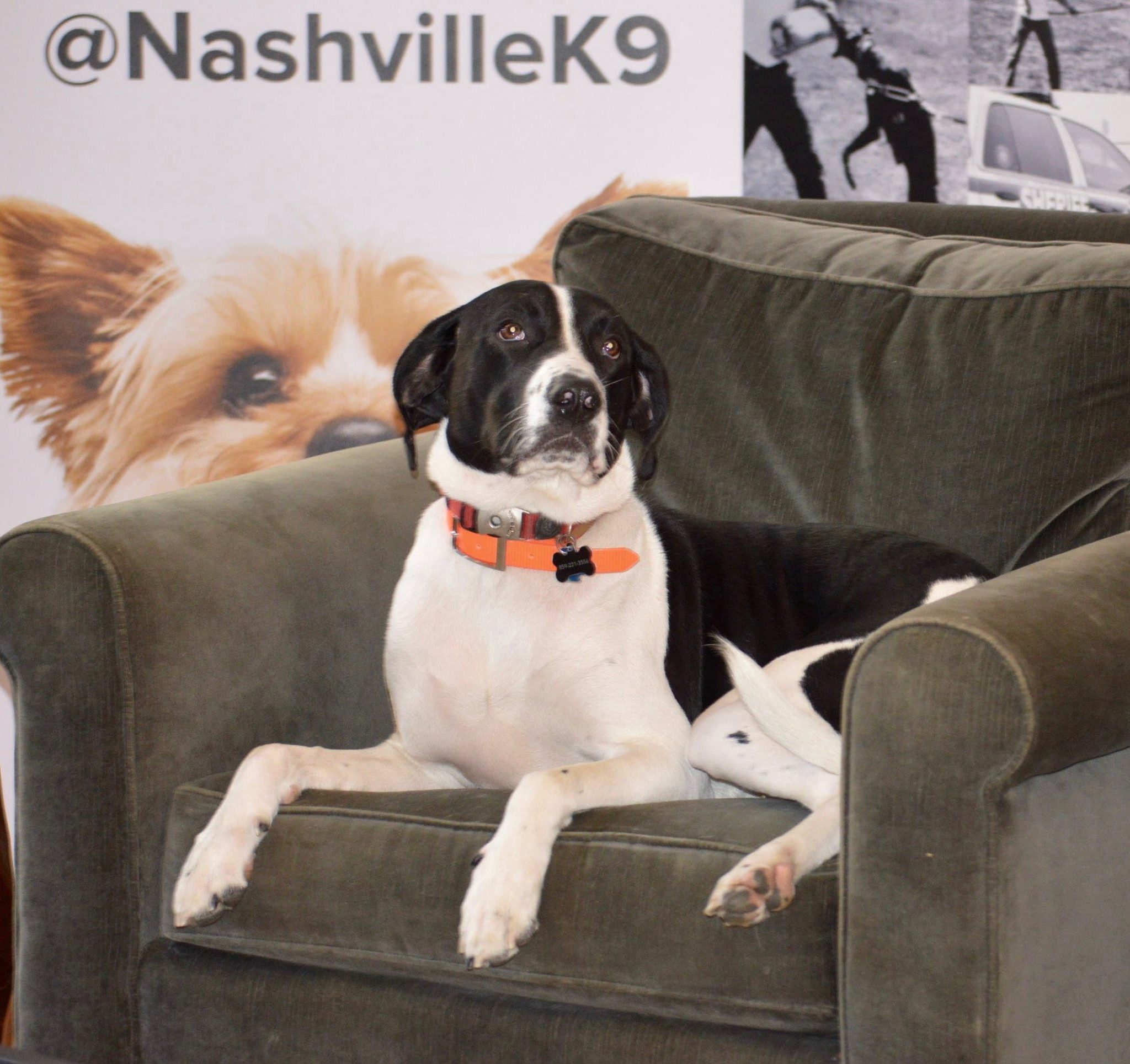 How to stop your dog from jumping on the couch – difficult dog