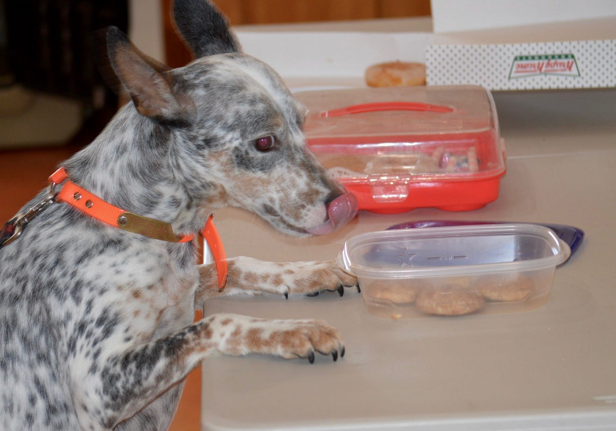 Teaching your dog not to countersurf