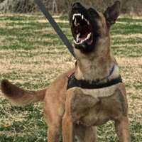 Aggressive Dog Management