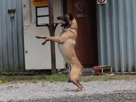 Motor skills & Tricks