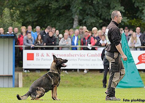 Obedience Stay Positions