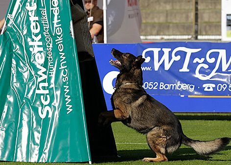Barking Step by Step
