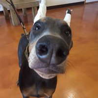 Ear Cropping: Building the poles and supplies you’ll need Part 1