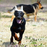 Ear Cropping: Wrapping the ear Part 2