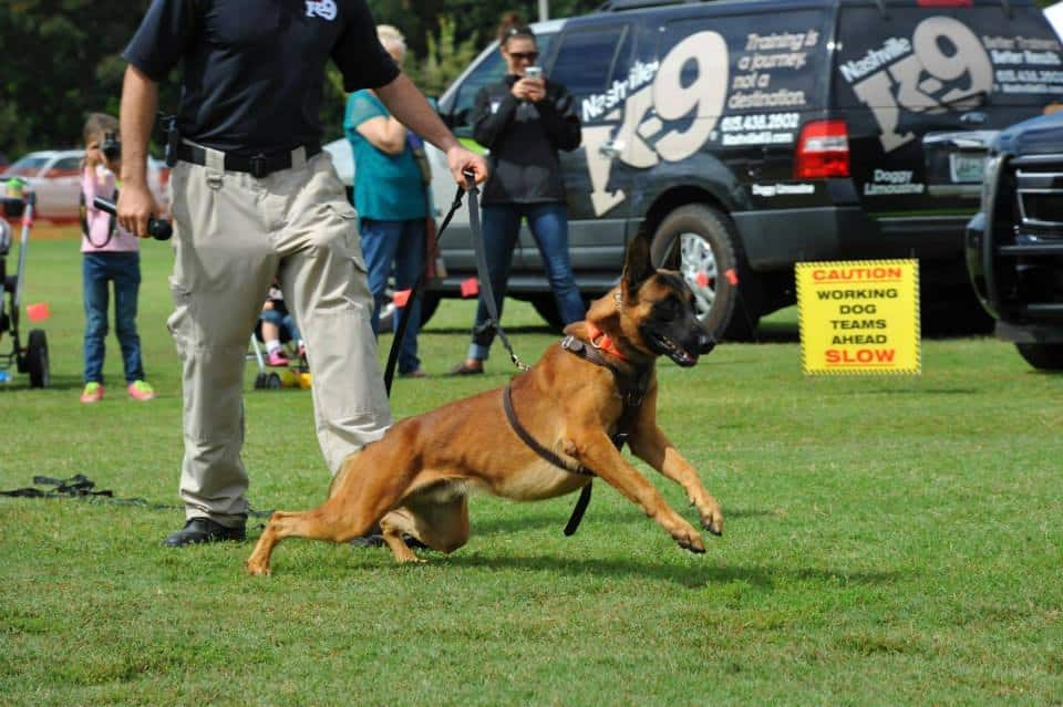 Pro active dog
