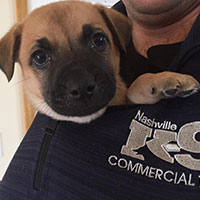 Introduction to Puppies