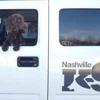 Taking your dogs places – What to expect