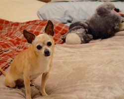 Dogs in bed: A Big No-No!