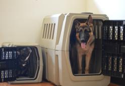 The importance of crate size