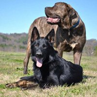 Dog Parks: Good or bad?