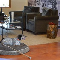 Building a bond with your dog Part 1