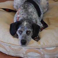 Building a bond with your dog Part 2