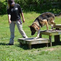 Building a bond with your dog Part 3