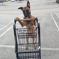 Understanding dog training theories and the science behind training