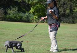 Housebreaking: Marking your dog’s urinating or defecating