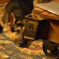 Housebreaking: Urinating or defecating on command