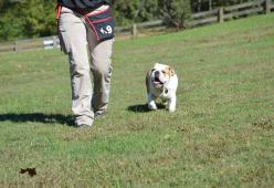 Teaching your dogs off leash and the impact
