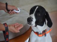 Training Treats: what to use?