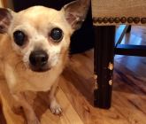 Chewing on furniture