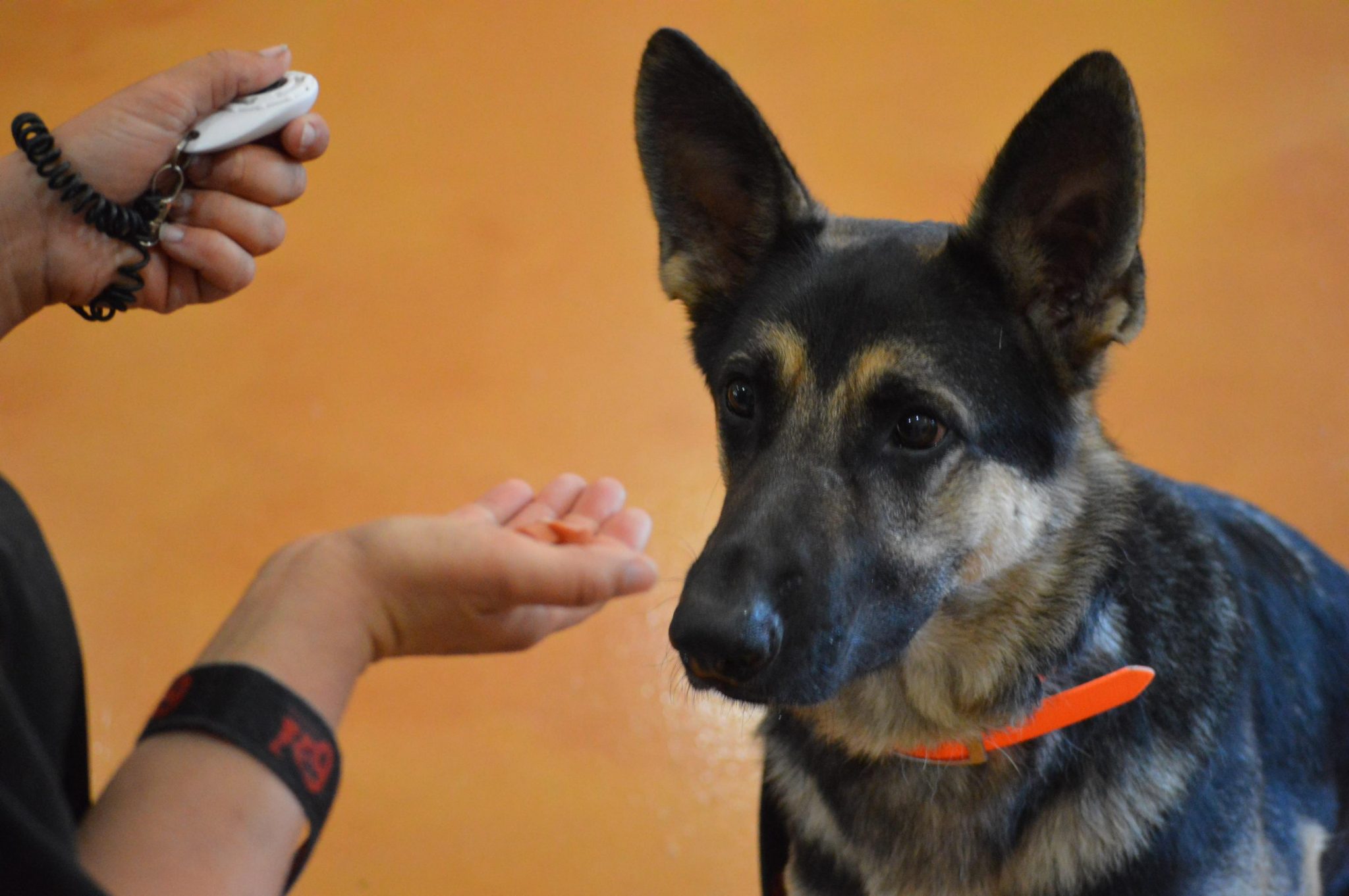 Prior to beginning your dog’s training