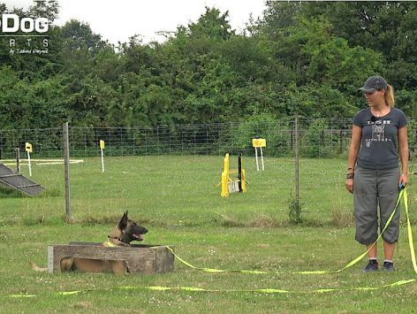 Teaching “heel” and the “heel” position