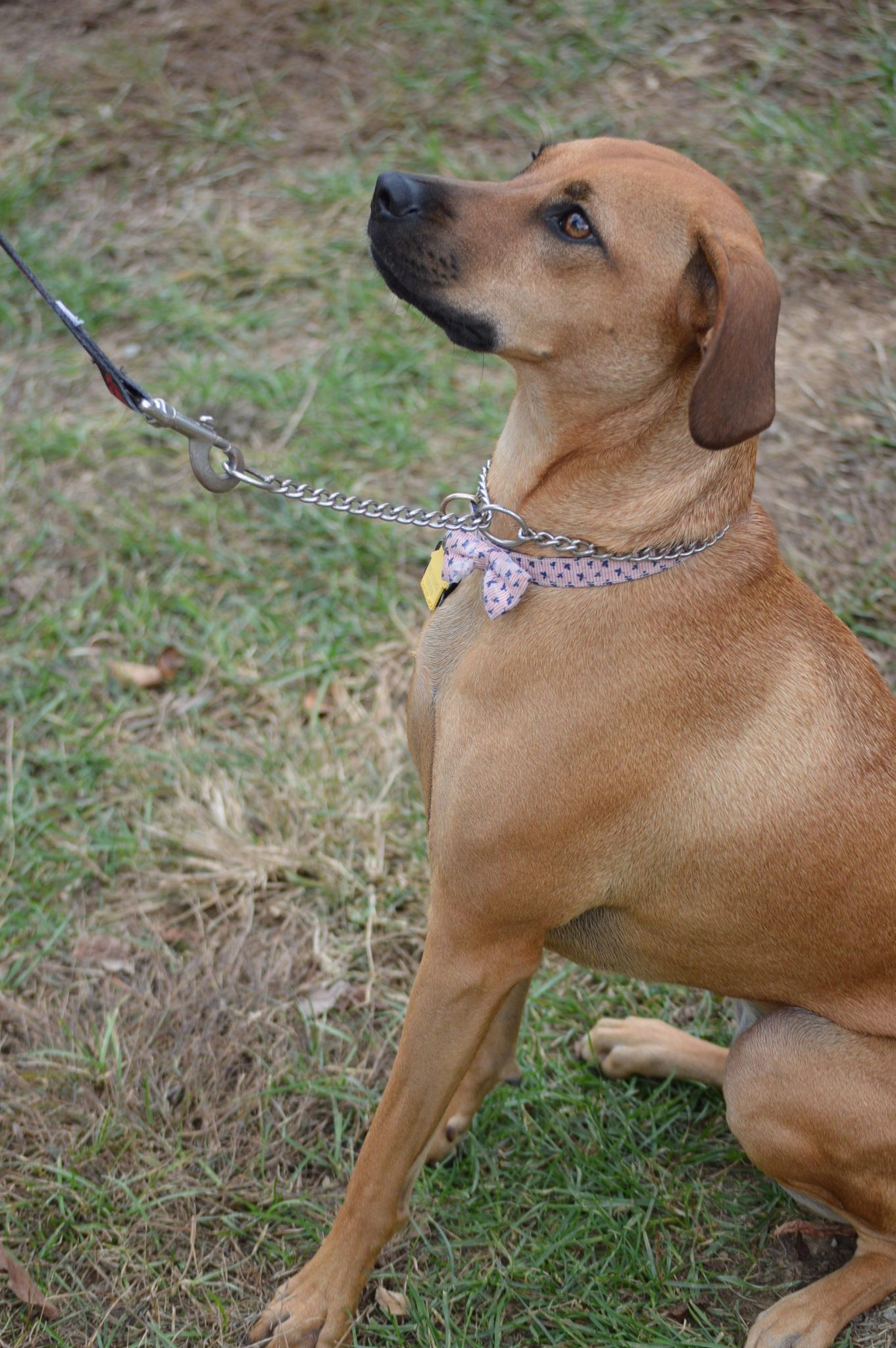 The use of choke collars