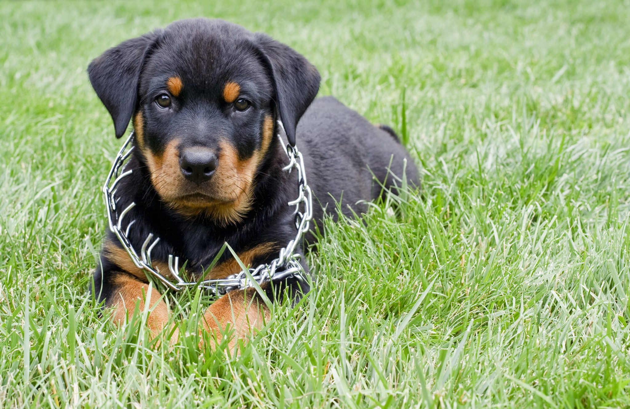 The use of pinch/prong collars