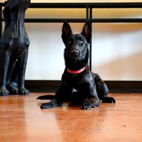 Tactile Commands in Training