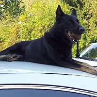 Using the “No” command