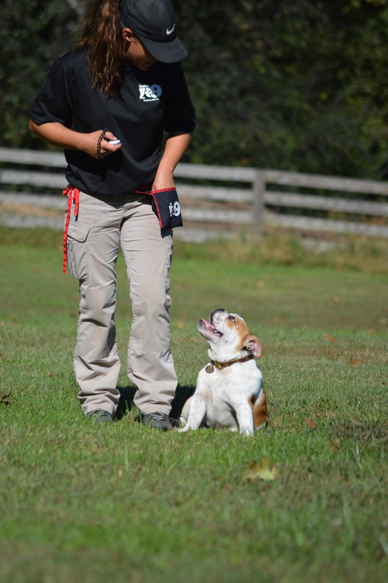 Beginning your dog’s training (puppies and adults)