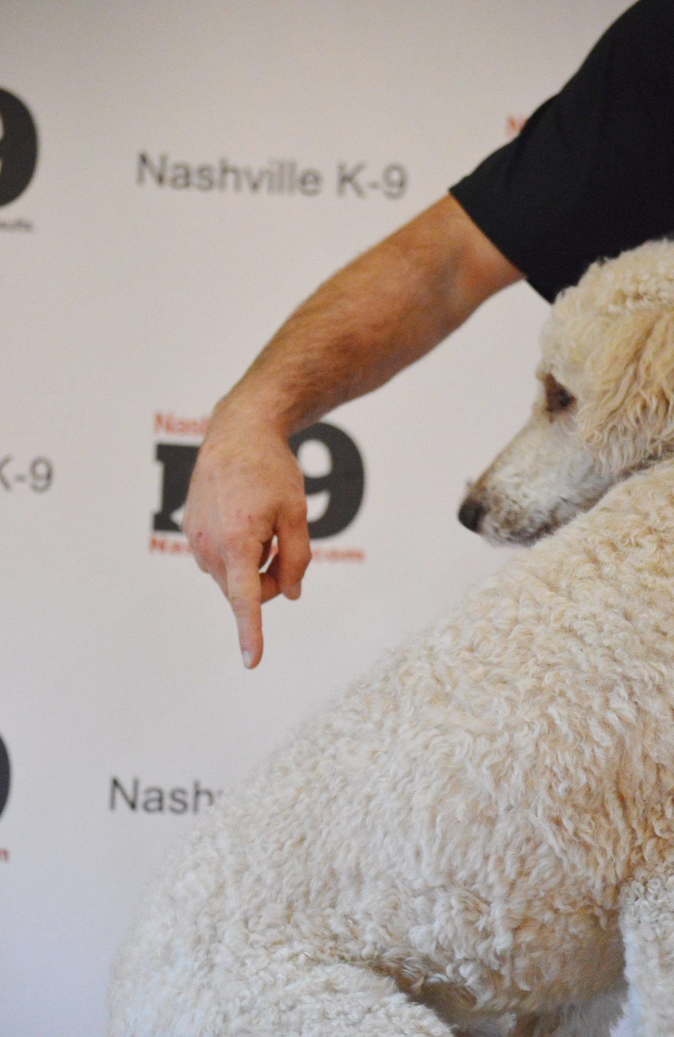 Teaching Tactile Commands: sit, down, stand