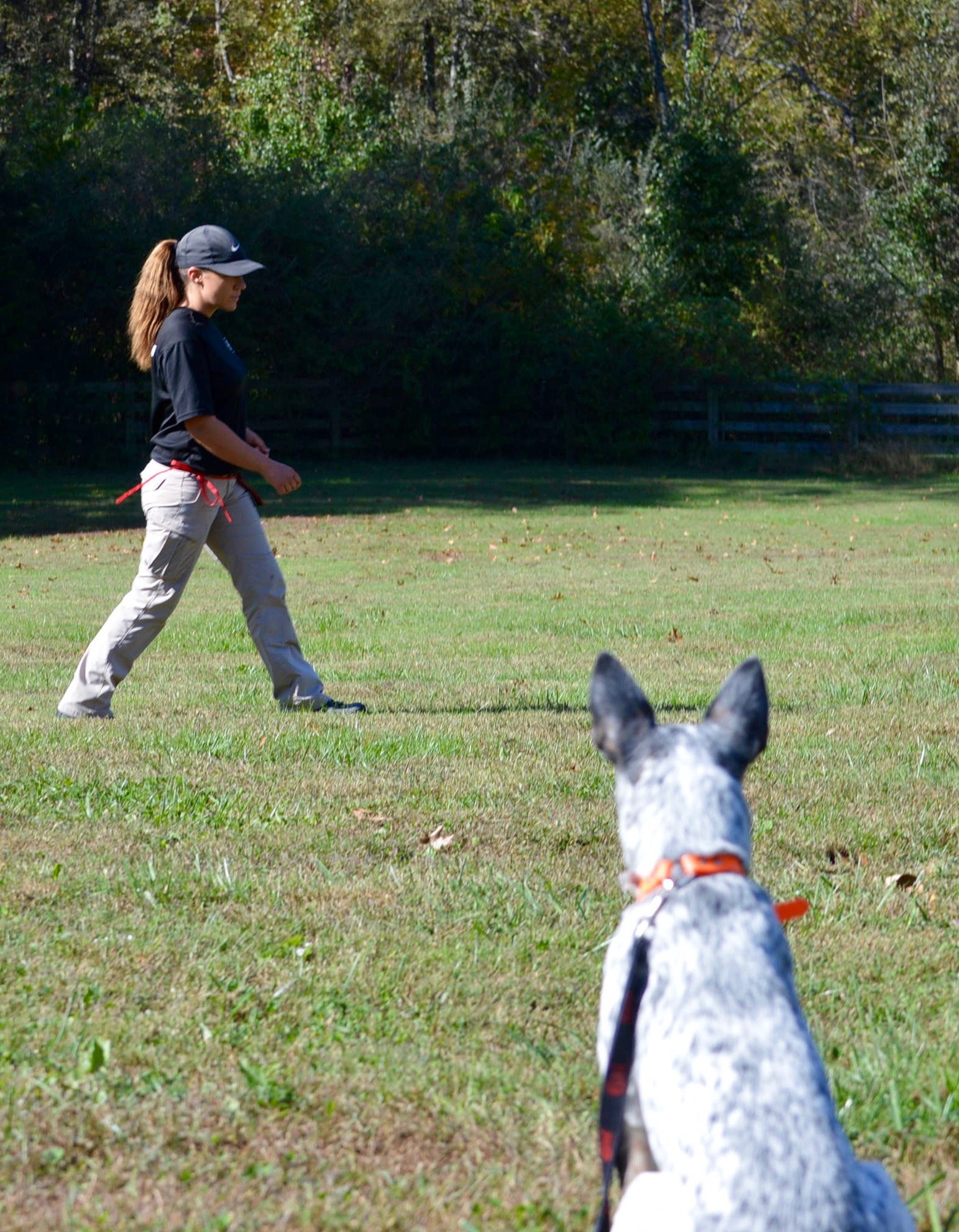 Teaching Sit and Sit Stay