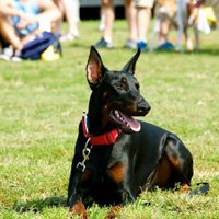 Teaching the down command and down stay