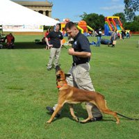 Putting it all together – basic obedience