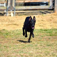 Informal recall without the use of treats