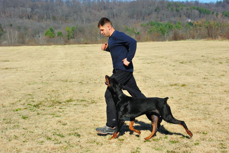 Teaching off leash heel